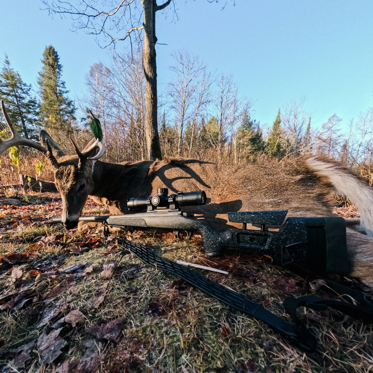 Whitetail Buck and Integrix 3-18X44 mounted on a Bergara HMR Pro